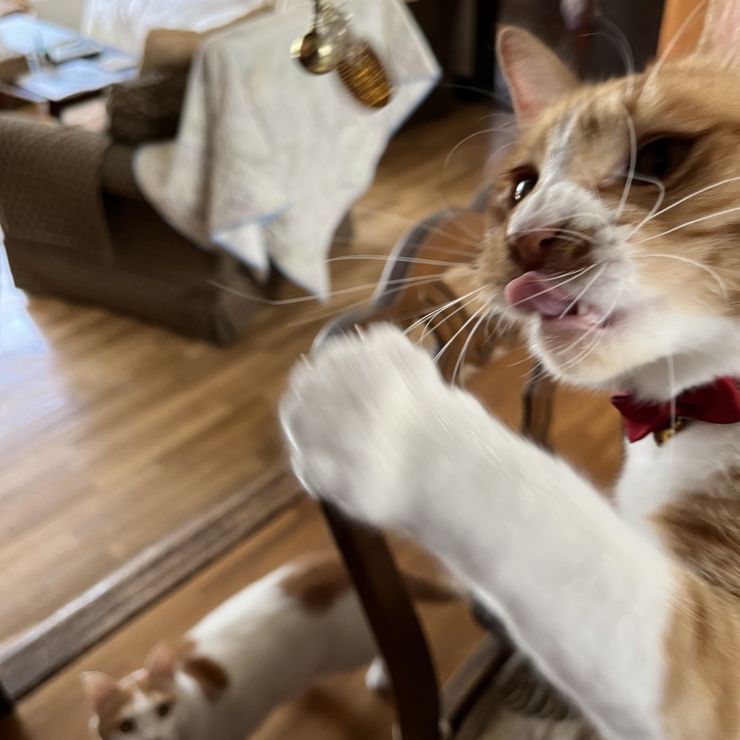 猫に小判にゃ