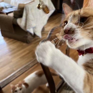 猫に小判にゃ
