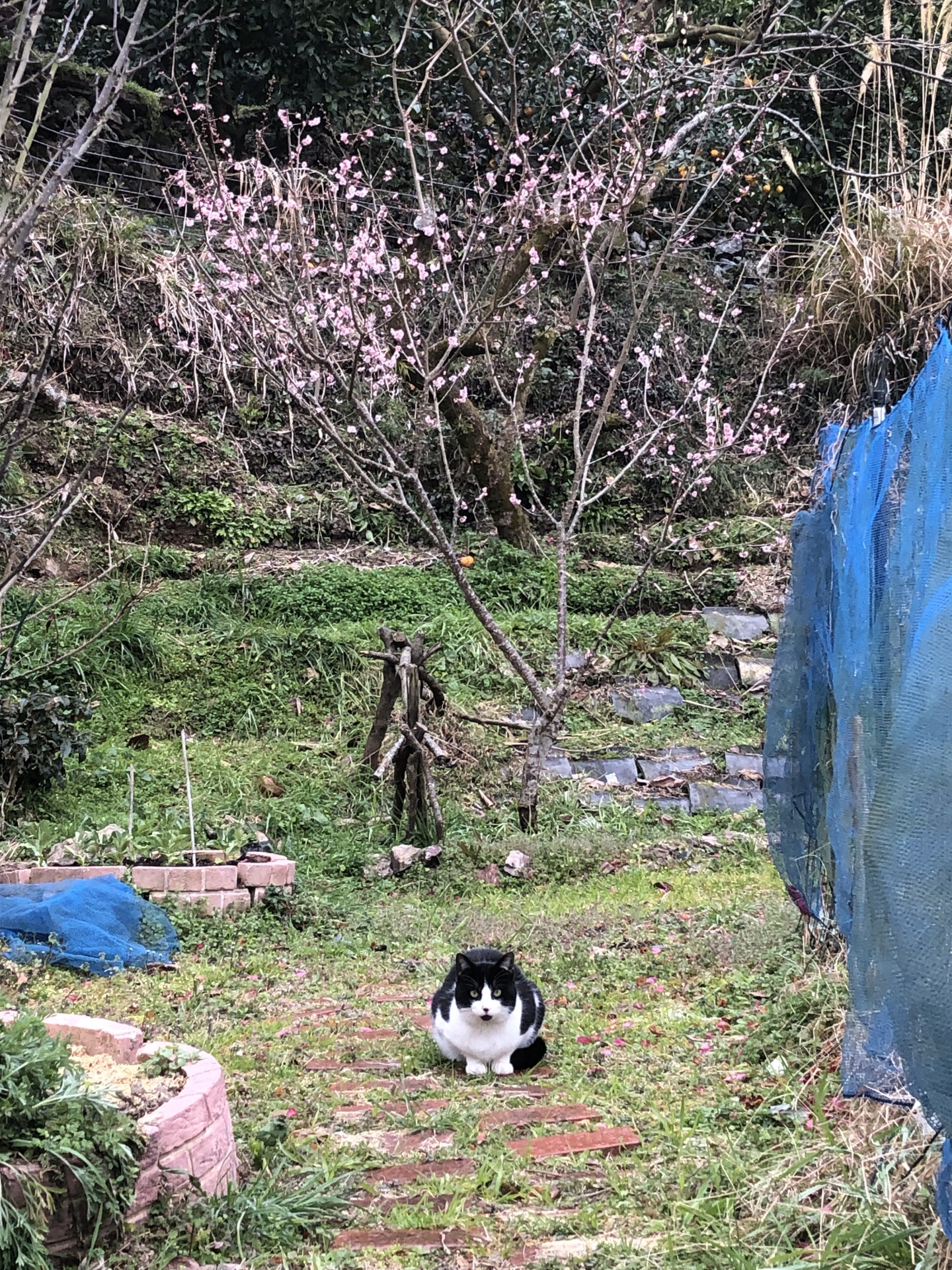 春がやってきましたよ
