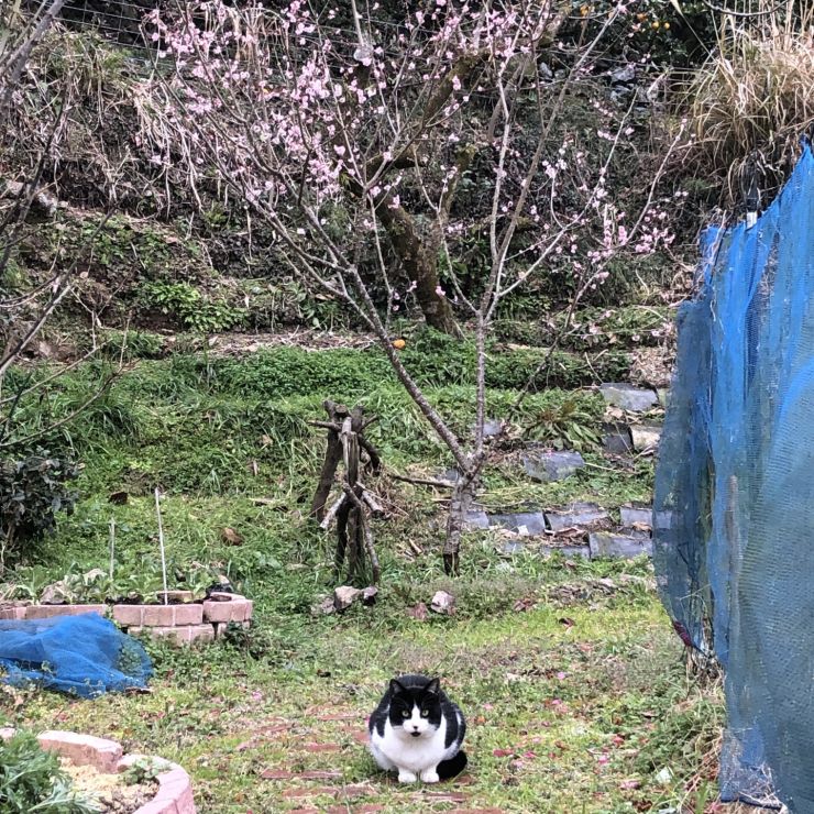 春がやってきましたよ