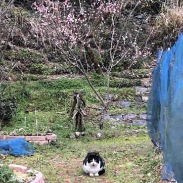 春がやってきましたよ