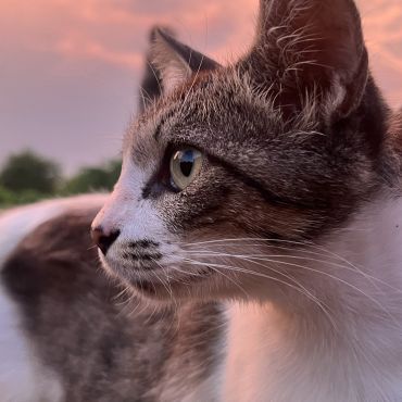 さくらねことして生きていく！