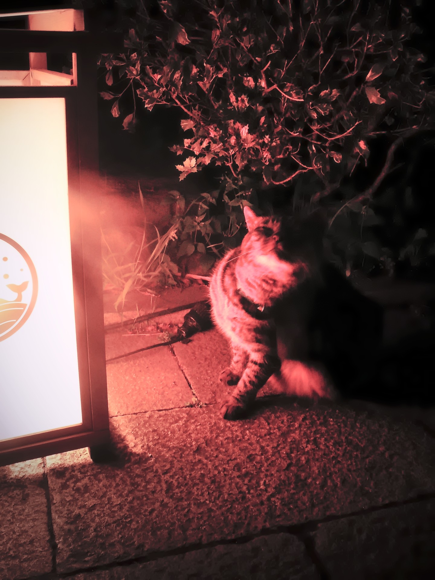 真夏の夜に