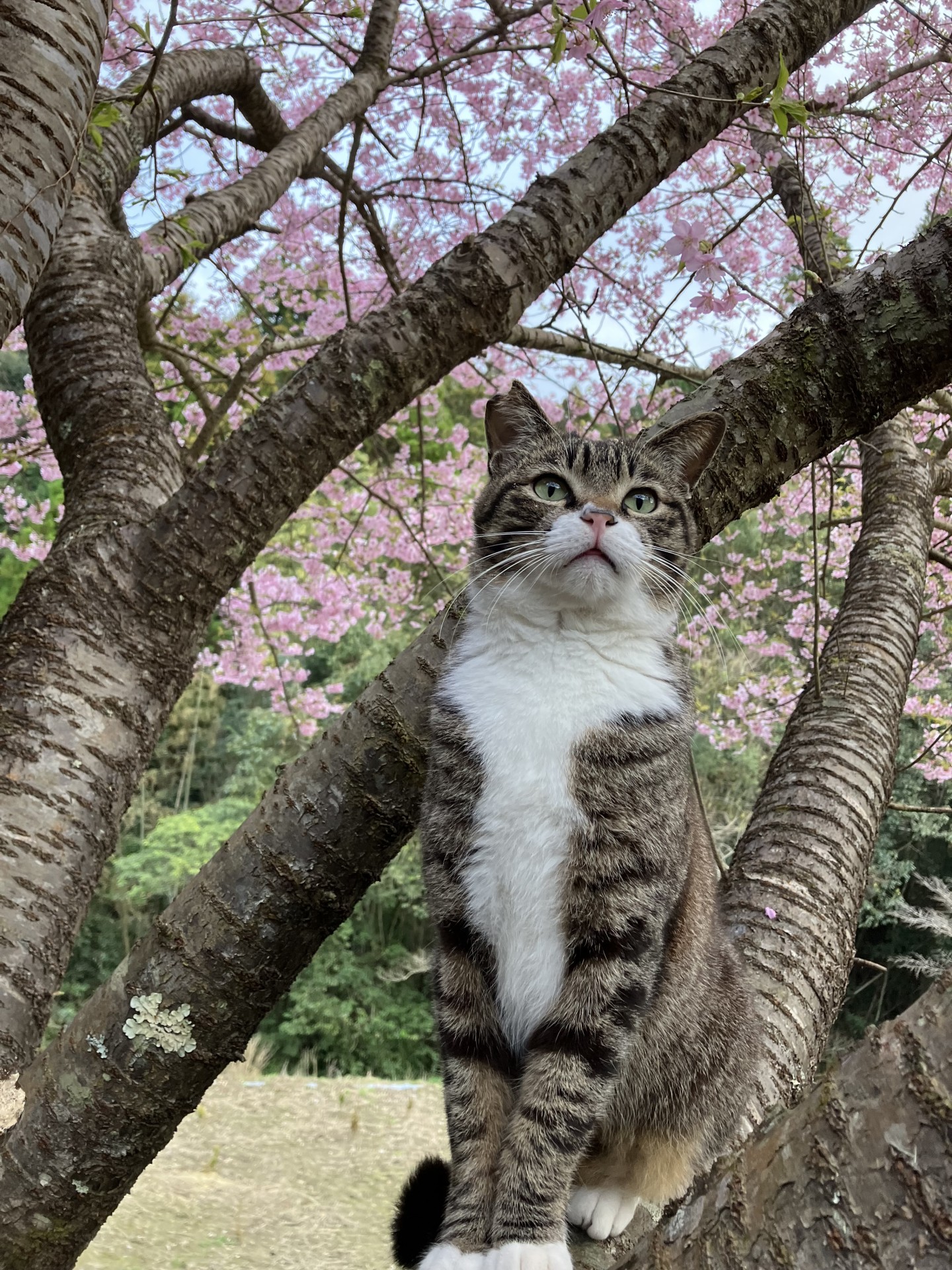 満開だにゃ！