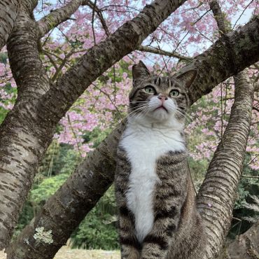 満開だにゃ！
