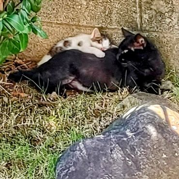 猫がネコを背負って