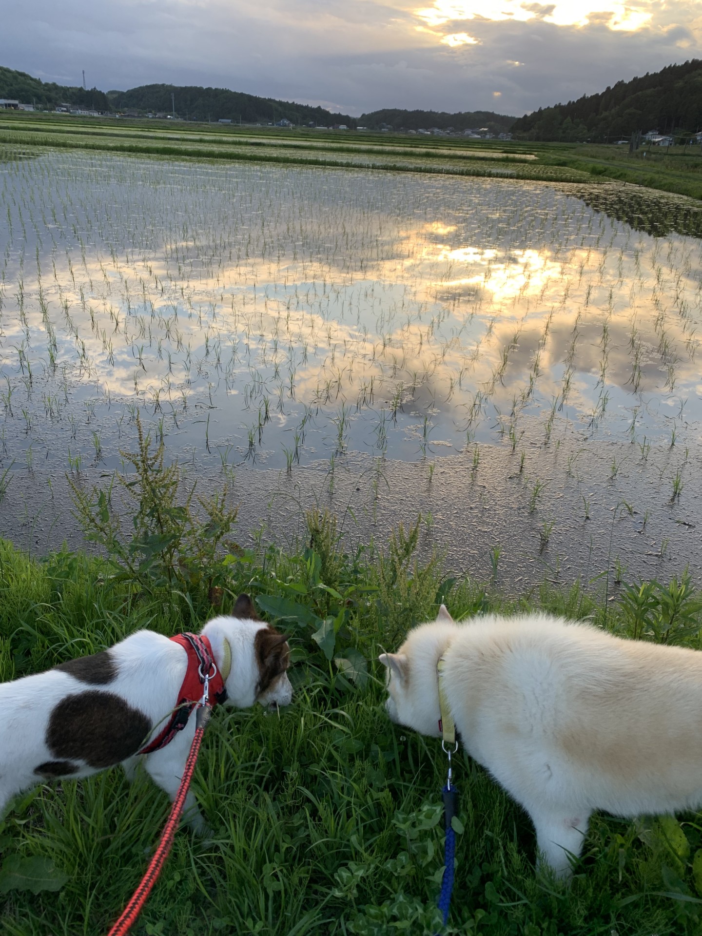 夕方のお散歩