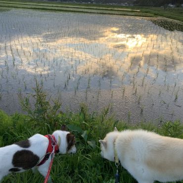 夕方のお散歩