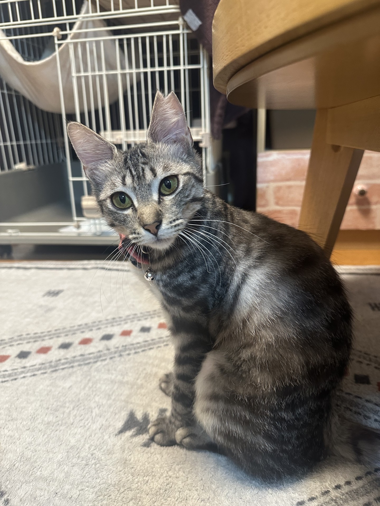 虐待されていた猫
