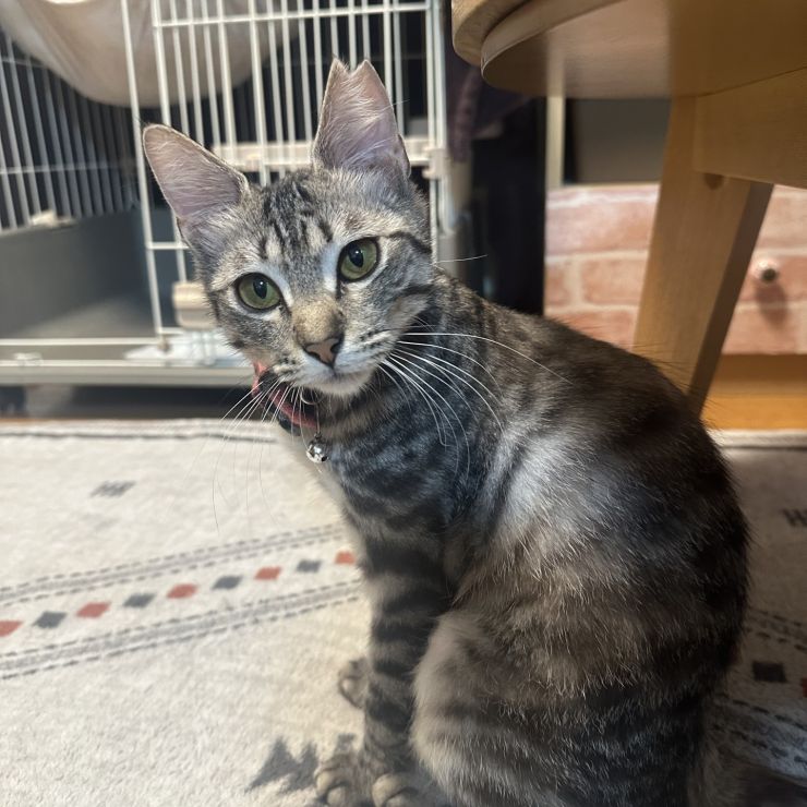 虐待されていた猫