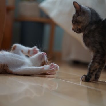 降参にゃ！