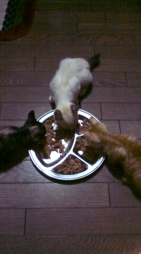 3匹で仲良く食事タイム