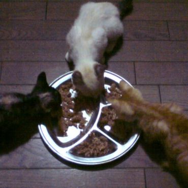 3匹で仲良く食事タイム
