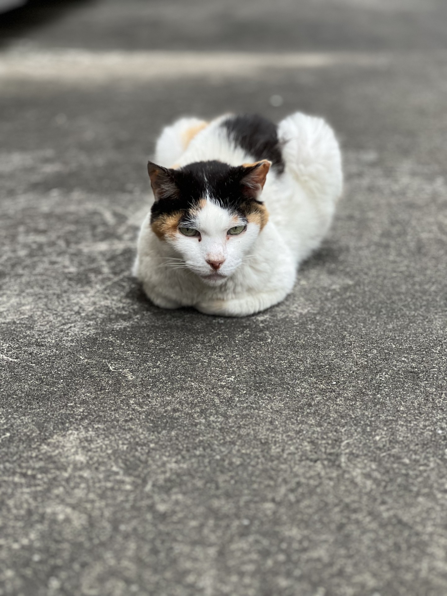 地域猫キリコ