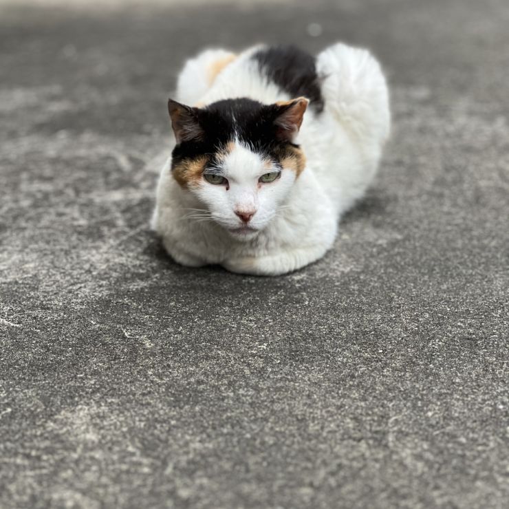 地域猫キリコ