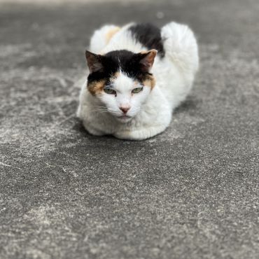 地域猫キリコ