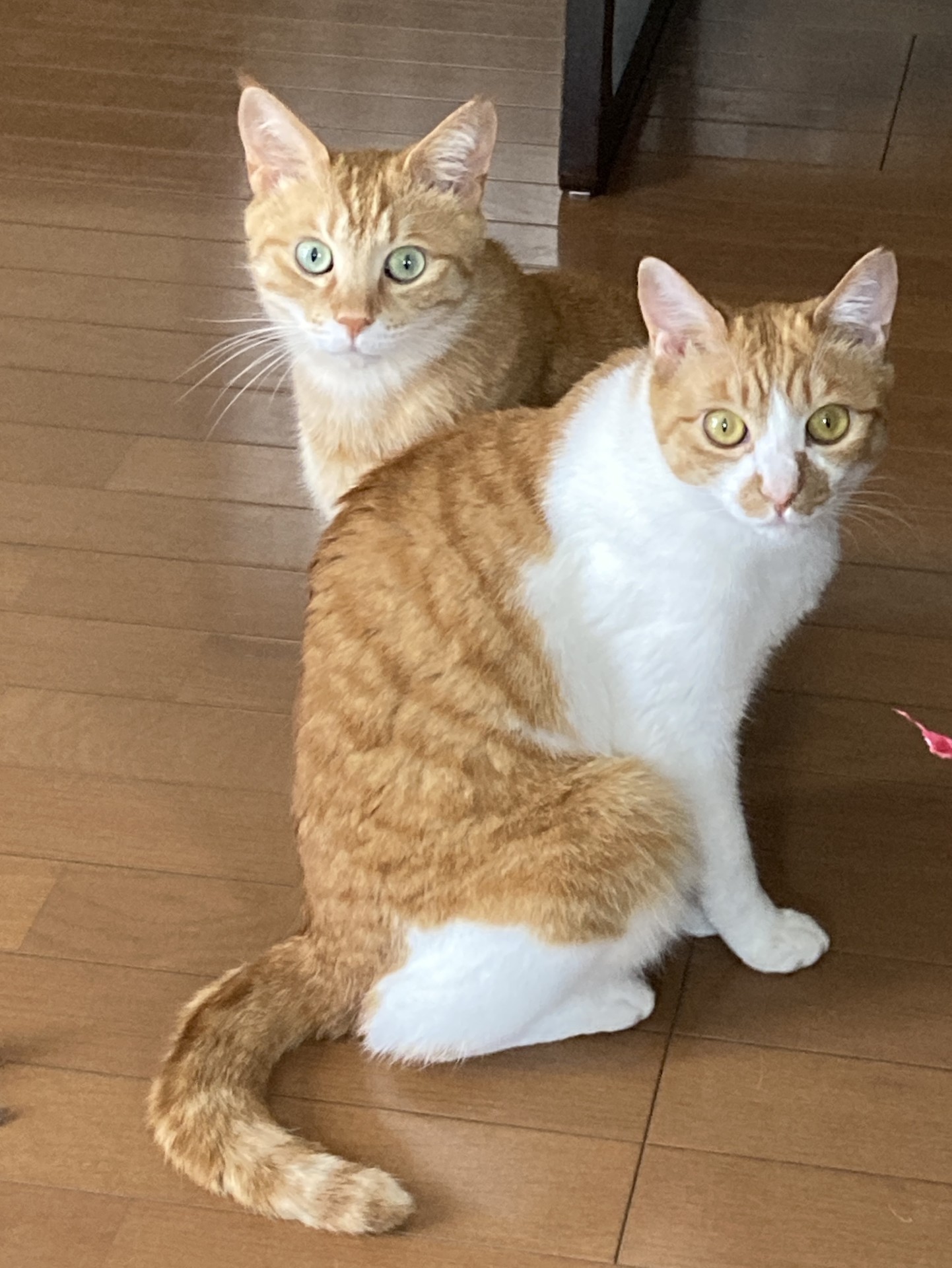 兄妹のように…