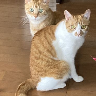 兄妹のように…