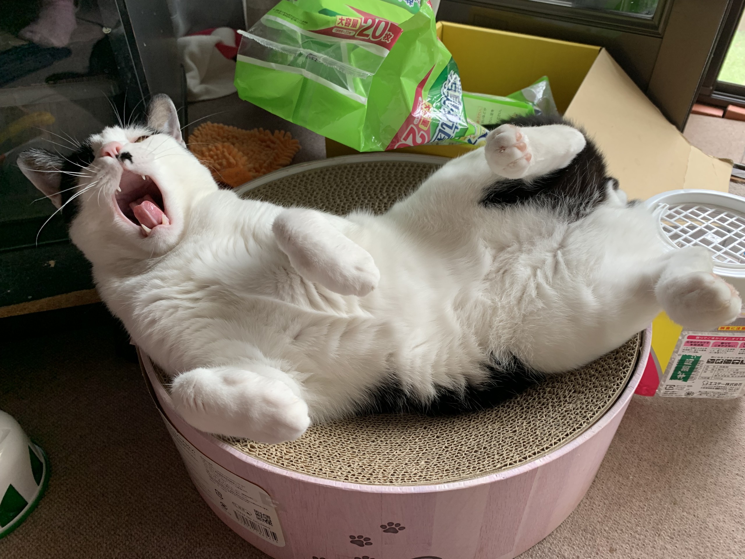 大あくび