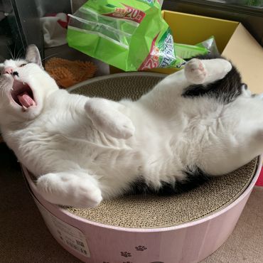 大あくび