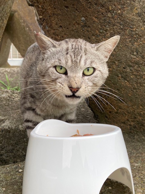 なんだにゃ！