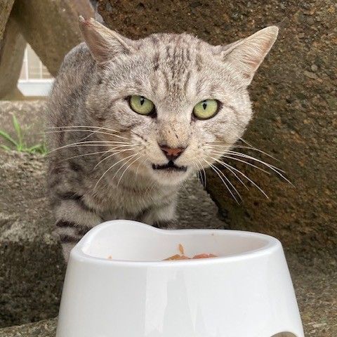 なんだにゃ！