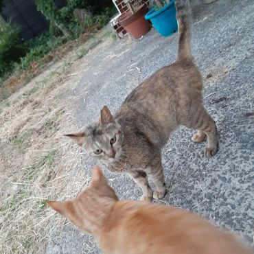 みんなのおっ母さん