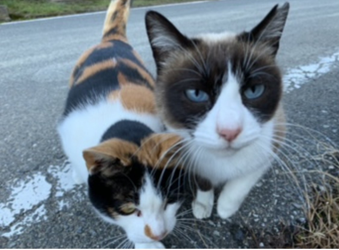 仲良しさくらねこ