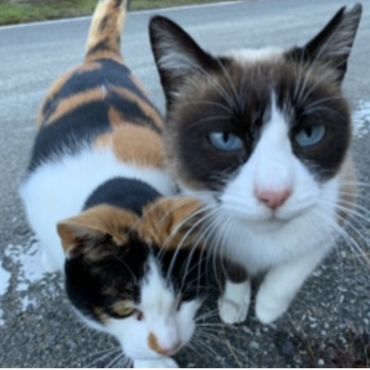 仲良しさくらねこ