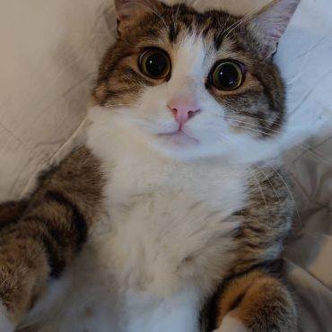 まんまるお目々