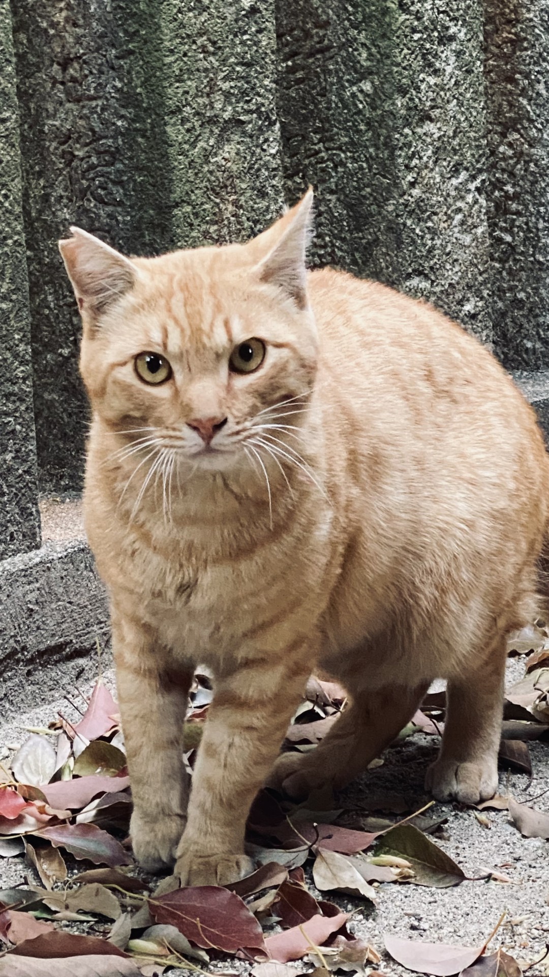 神社のさくらねこ
