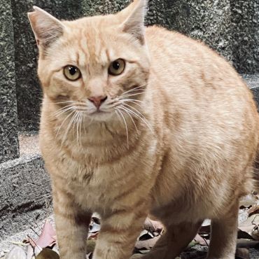 神社のさくらねこ