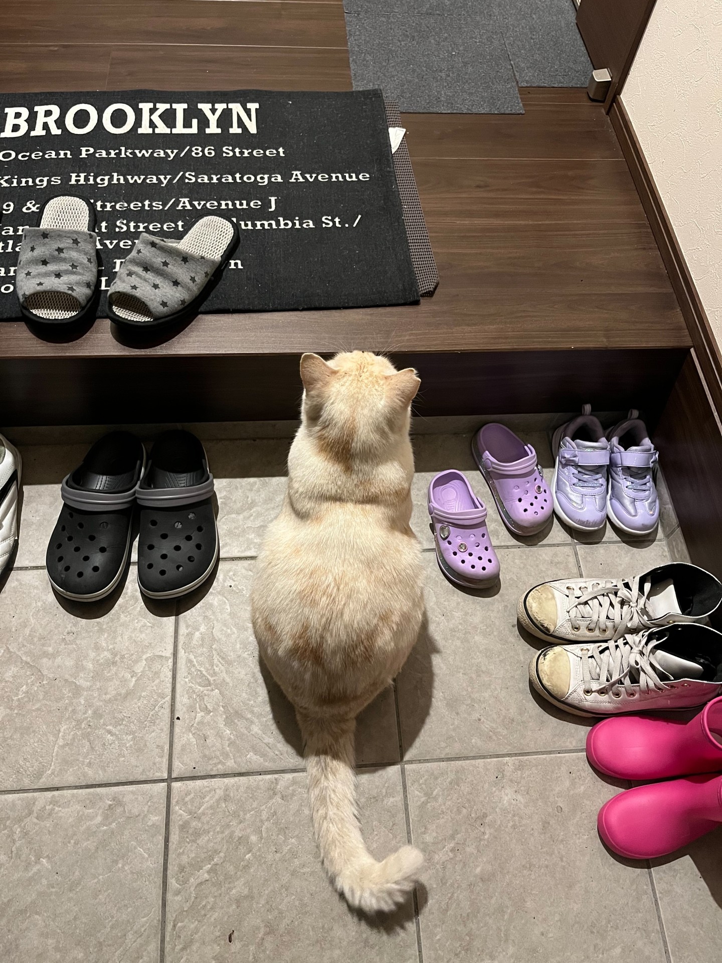 家猫にしてくれませんか？お願いします！