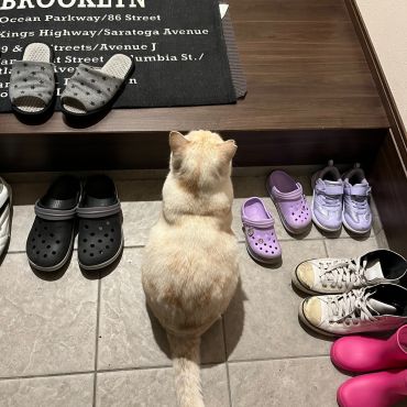 家猫にしてくれませんか？お願いします！