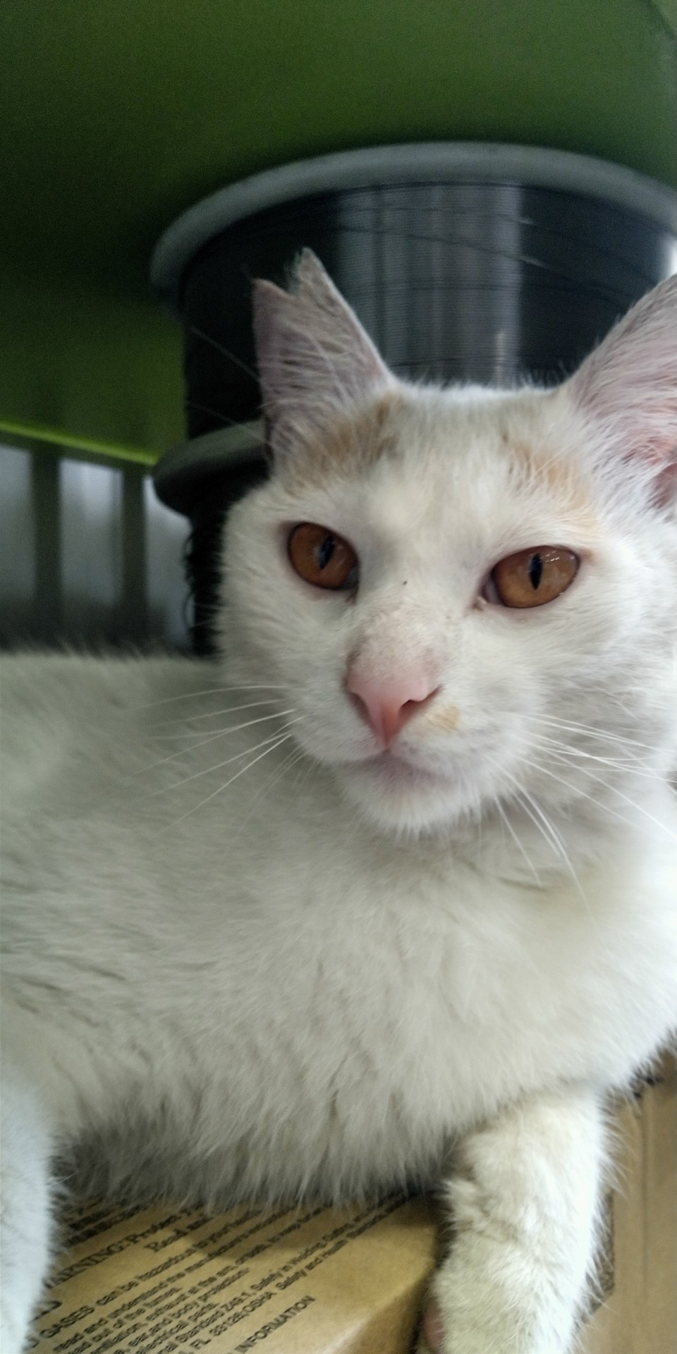 さくらねこ