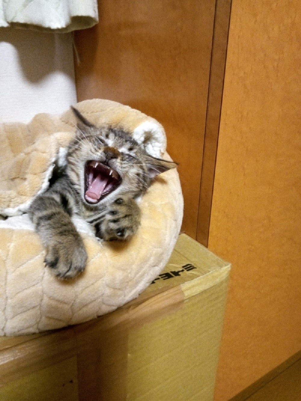 わお！我、家猫になってああ幸せ！
