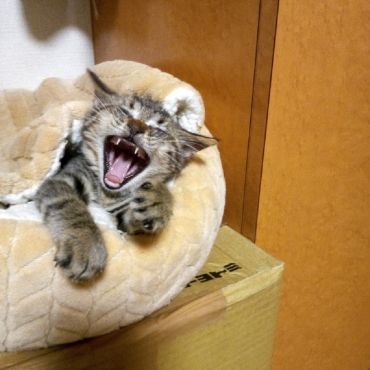 わお！我、家猫になってああ幸せ！
