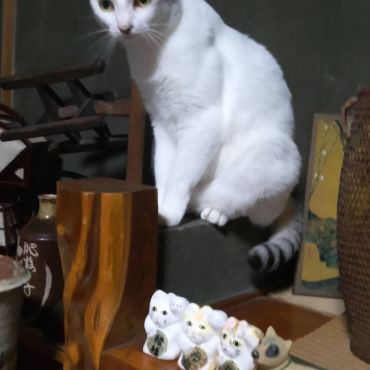 私も招き猫さん