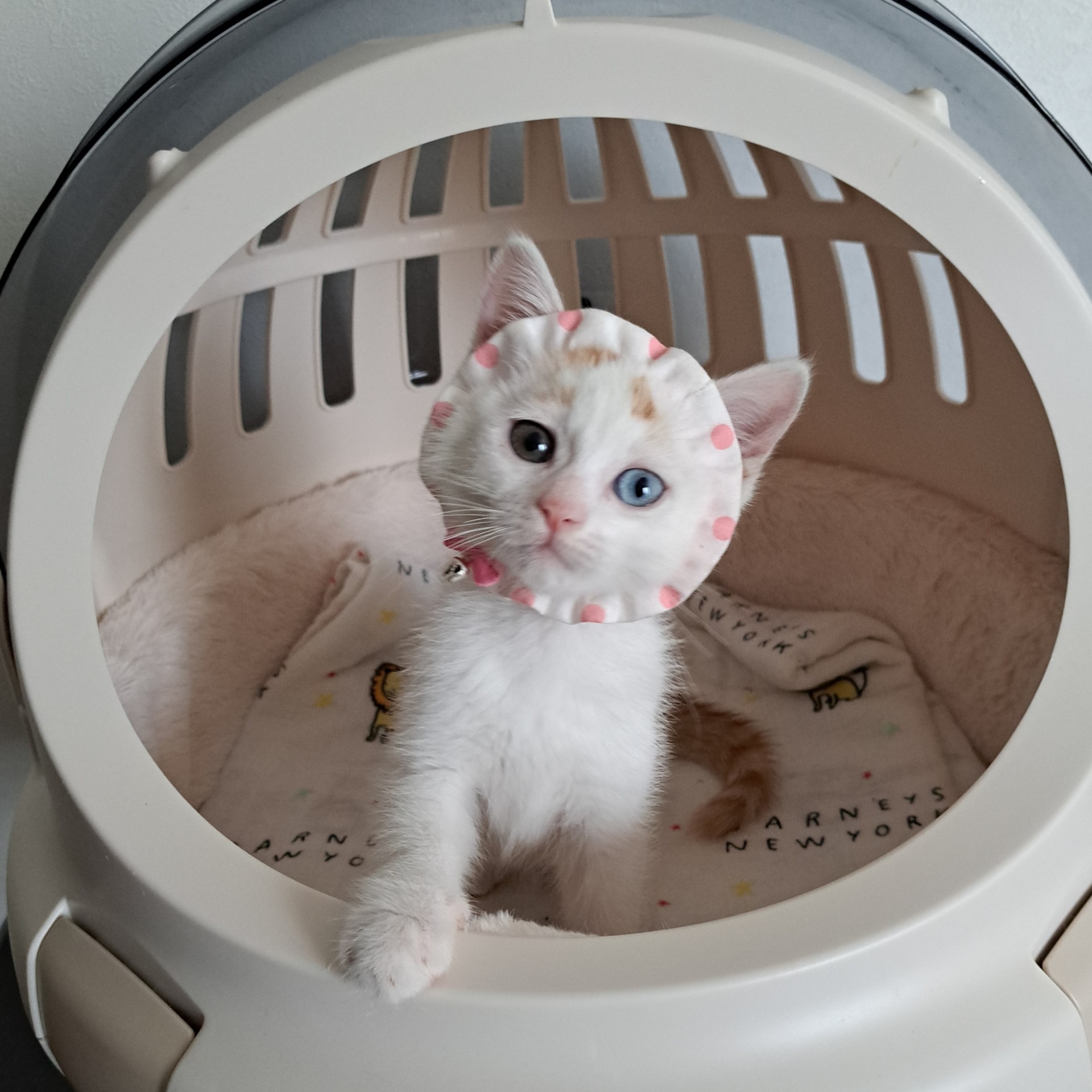 おしゃれみみちゃん