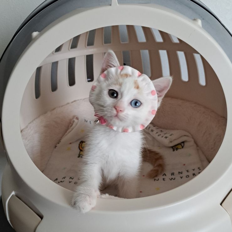 おしゃれみみちゃん