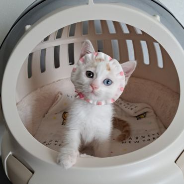 おしゃれみみちゃん