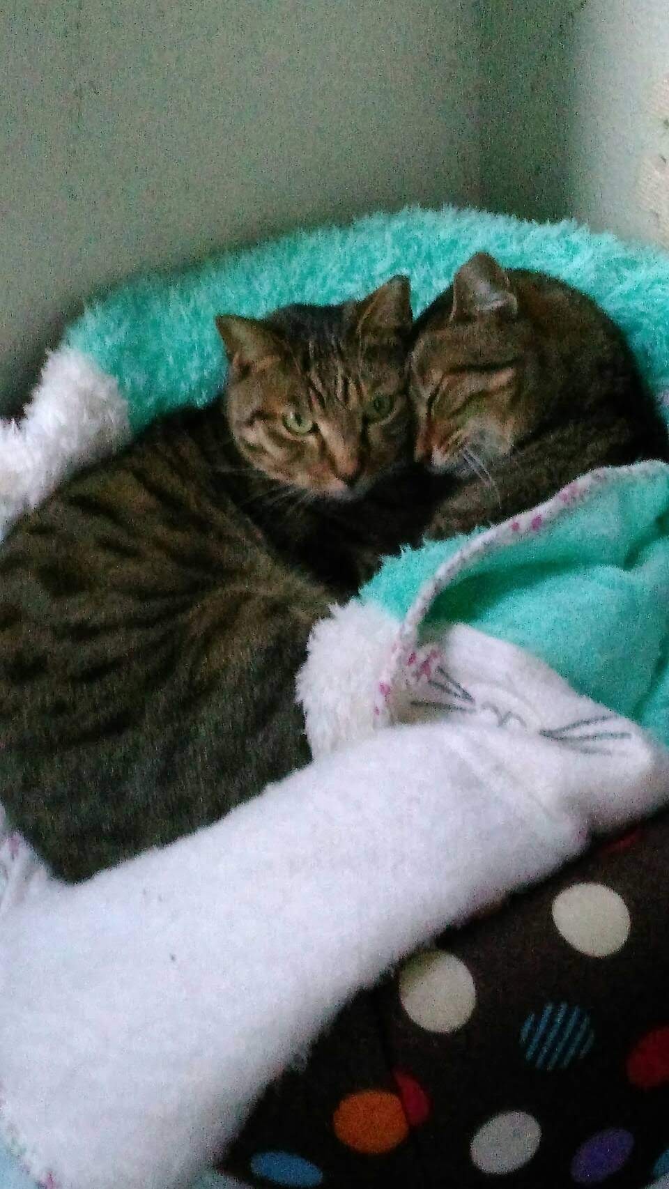 ママといつも一緒なの