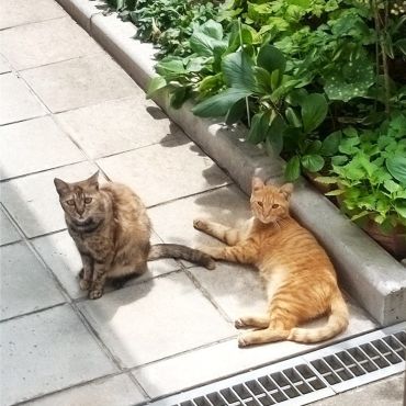 わたしたち「さくらねこ」仲良し親子です！！
