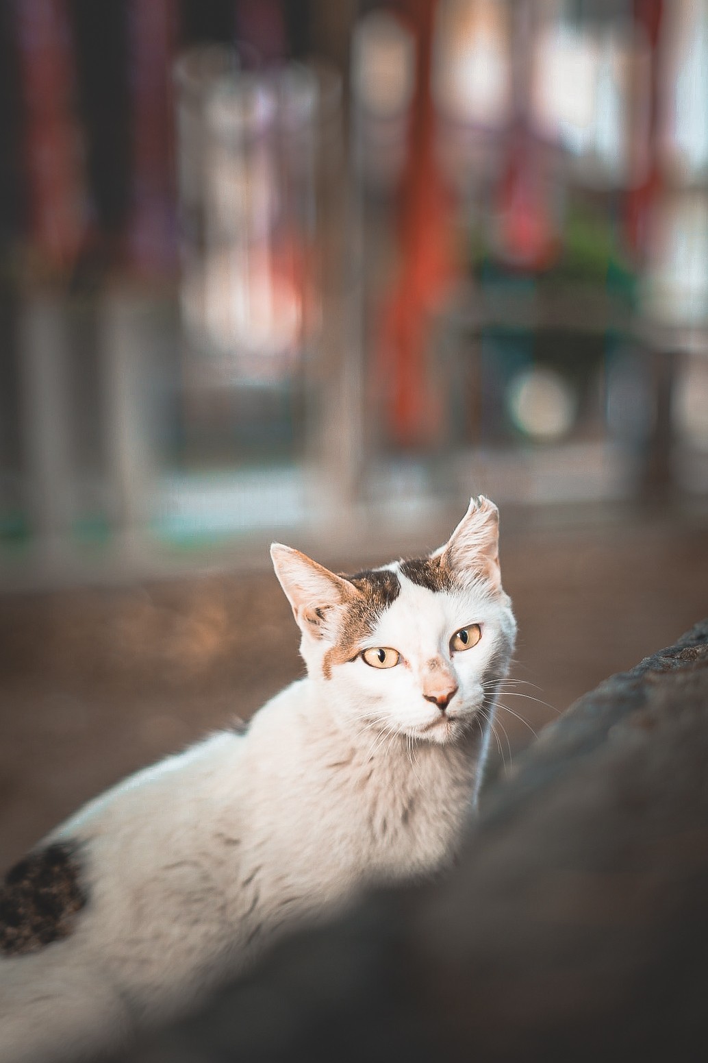 神社猫