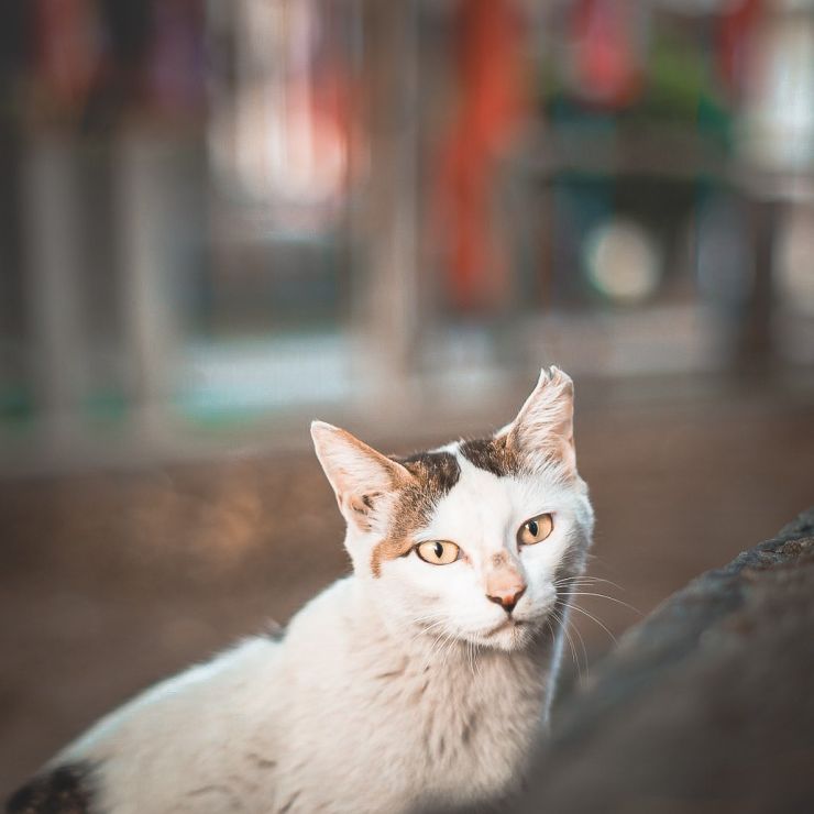 神社猫