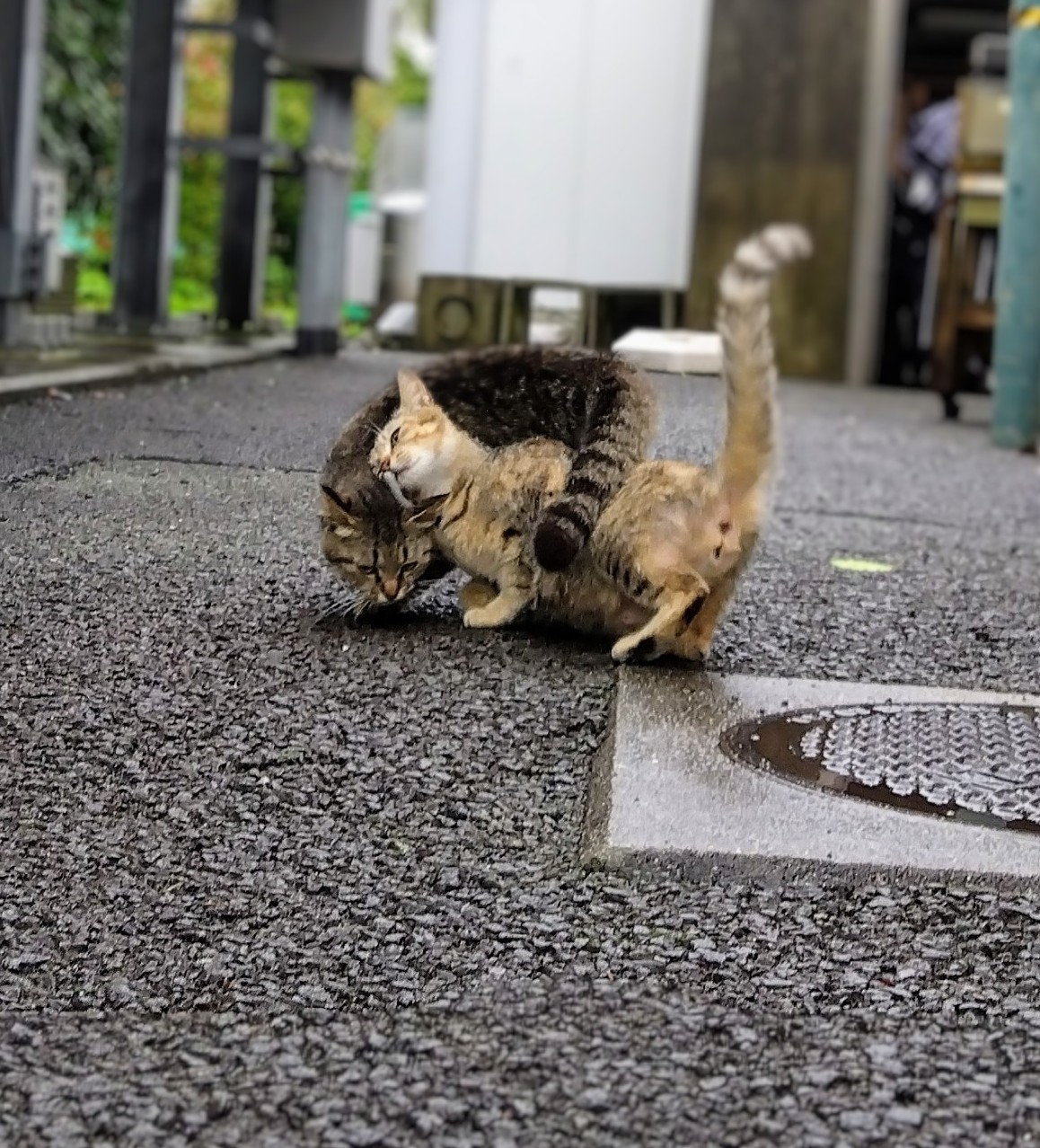 キジネコ姉妹