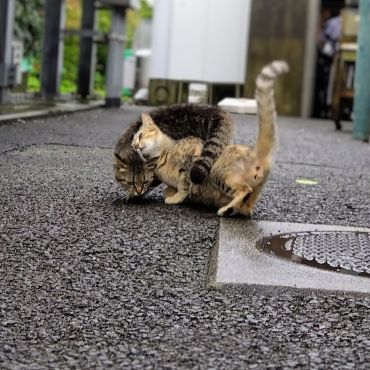 キジネコ姉妹
