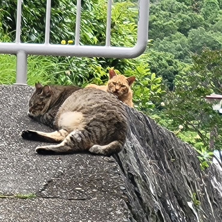仲良く待ってます