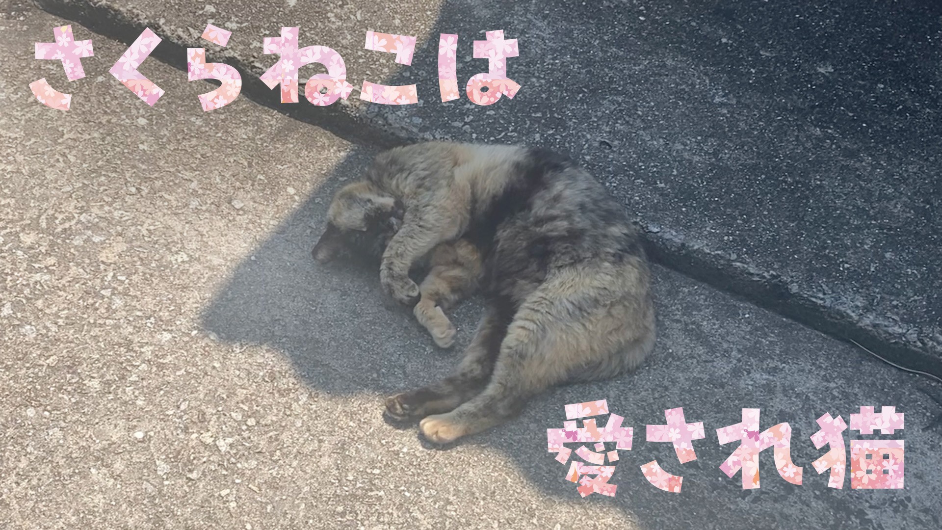 島暮らしさくらねこの、のんびりライフ