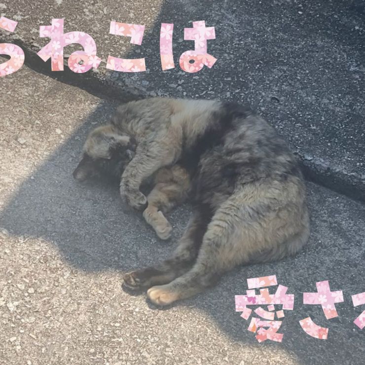 島暮らしさくらねこの、のんびりライフ